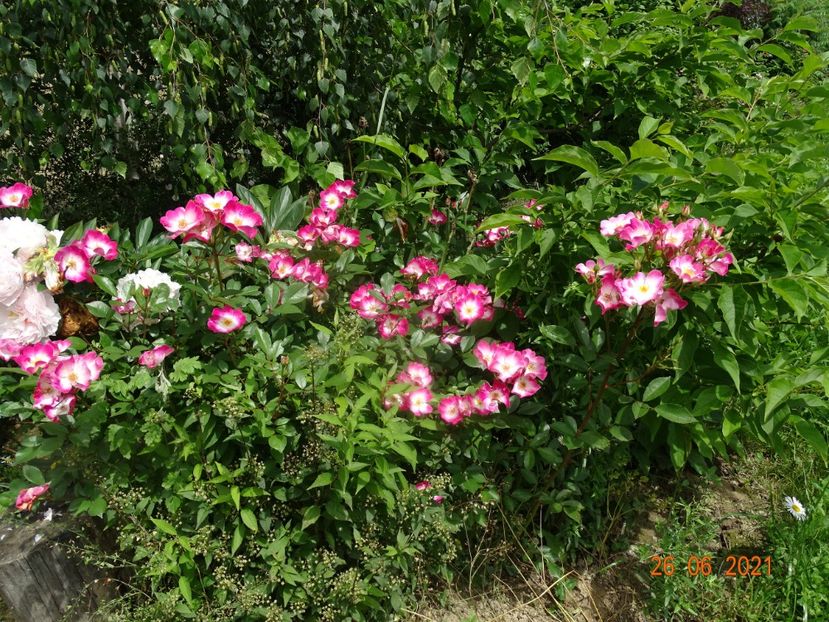  - Trandafiri 2021