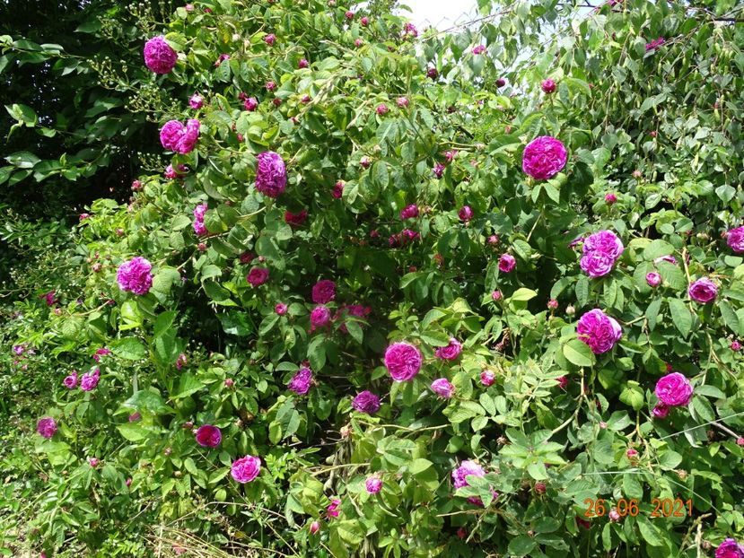  - Trandafiri 2021