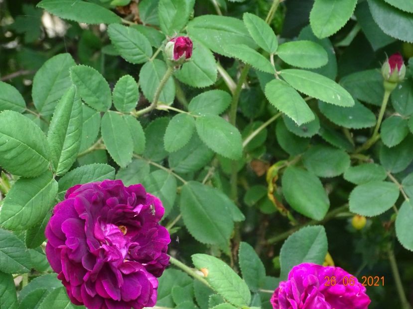  - Trandafiri 2021