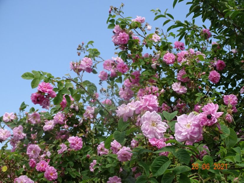  - Trandafiri 2021
