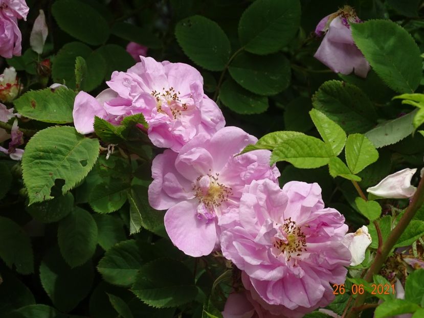  - Trandafiri 2021