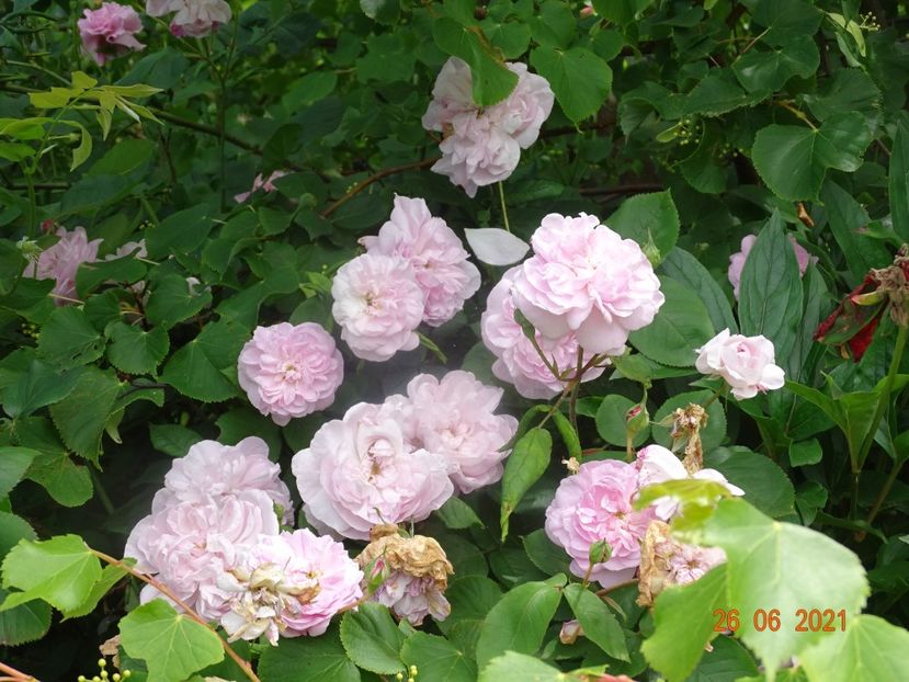  - Trandafiri 2021