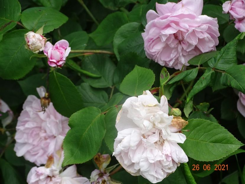  - Trandafiri 2021