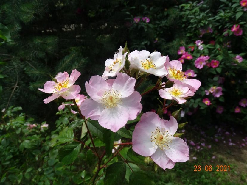  - Trandafiri 2021