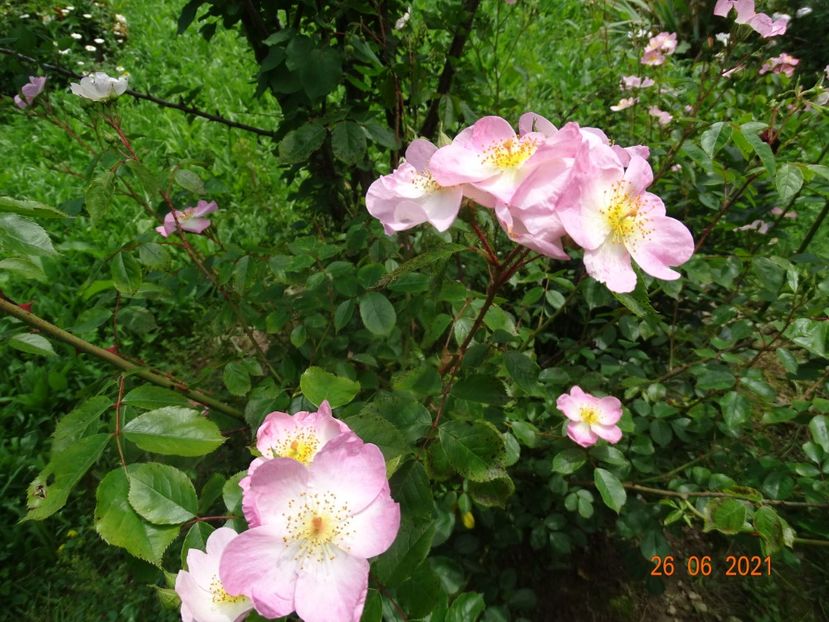  - Trandafiri 2021