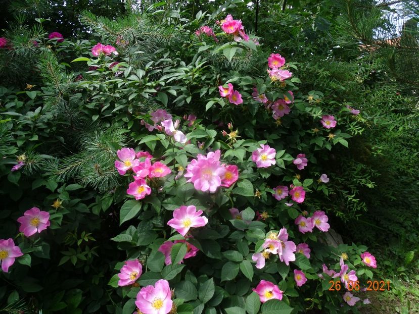  - Trandafiri 2021