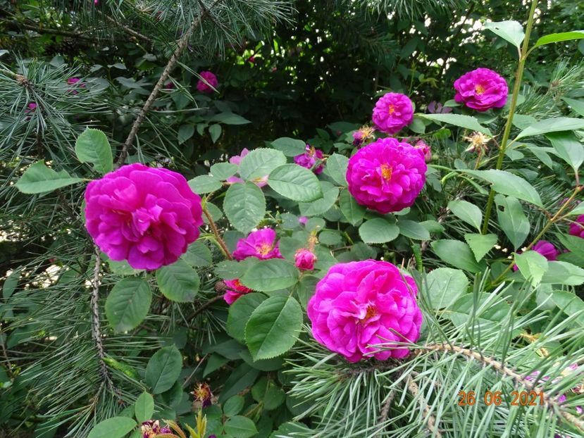  - Trandafiri 2021