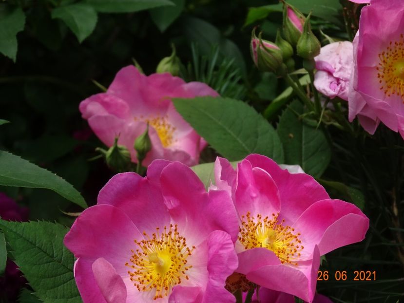  - Trandafiri 2021