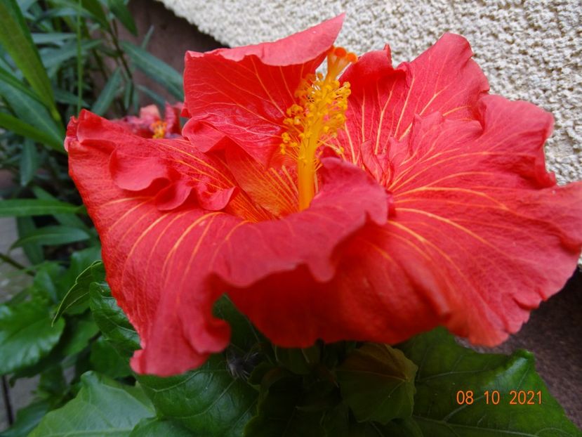  - Hibiscusi