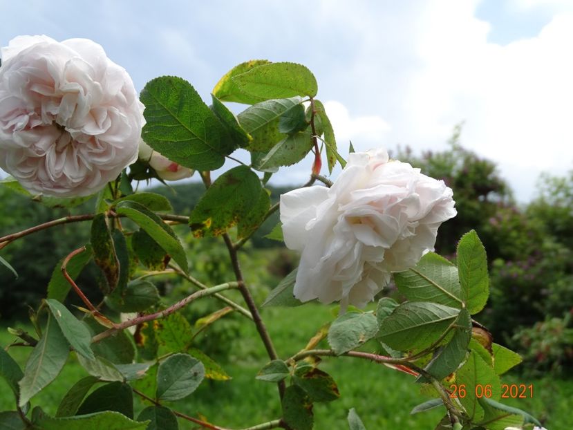  - Trandafiri 2021