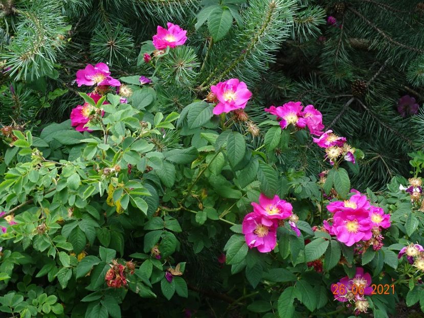 - Trandafiri 2021