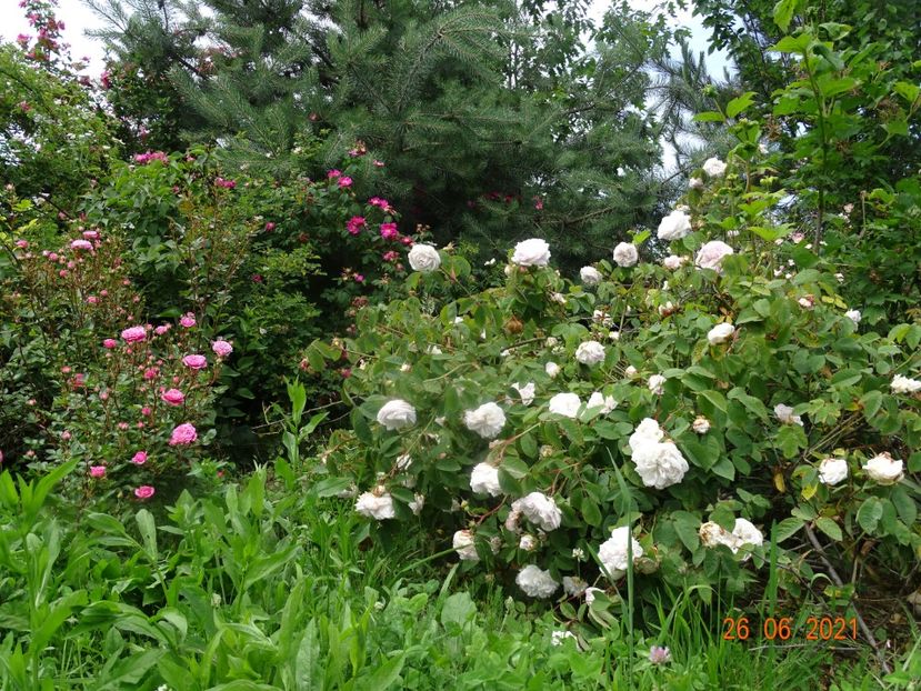  - Trandafiri 2021