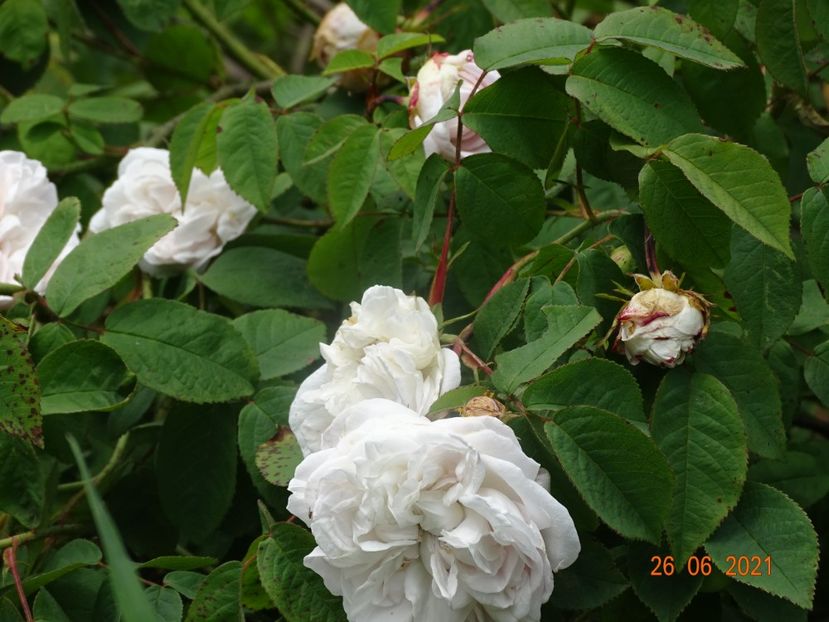  - Trandafiri 2021
