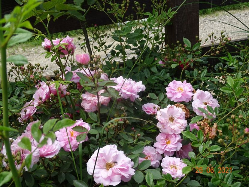  - Trandafiri 2021