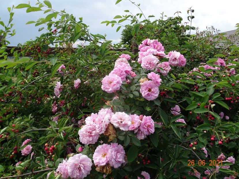  - Trandafiri 2021