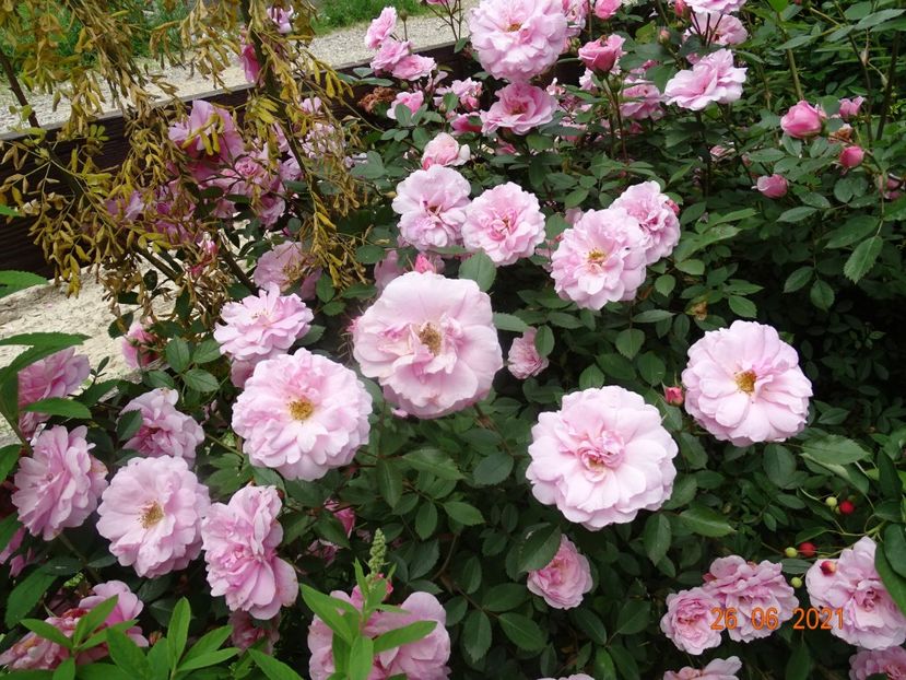  - Trandafiri 2021