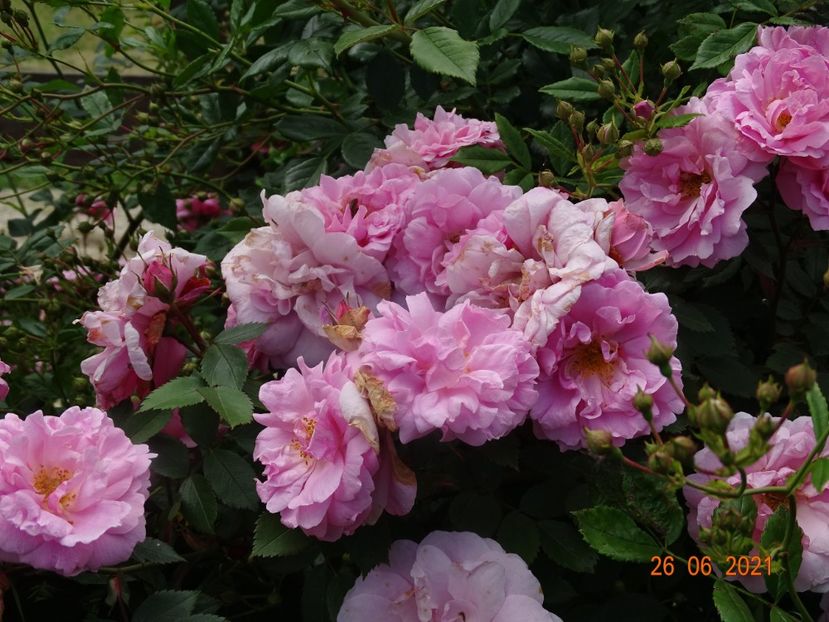  - Trandafiri 2021