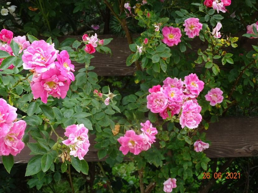  - Trandafiri 2021