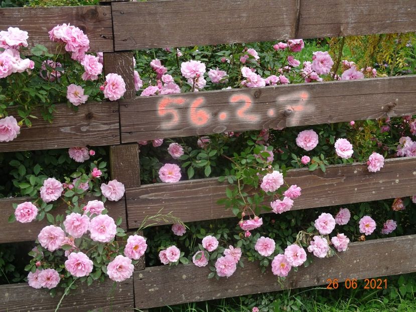  - Trandafiri 2021