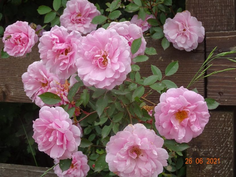 - Trandafiri 2021