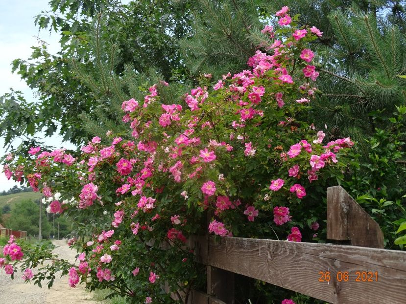  - Trandafiri 2021