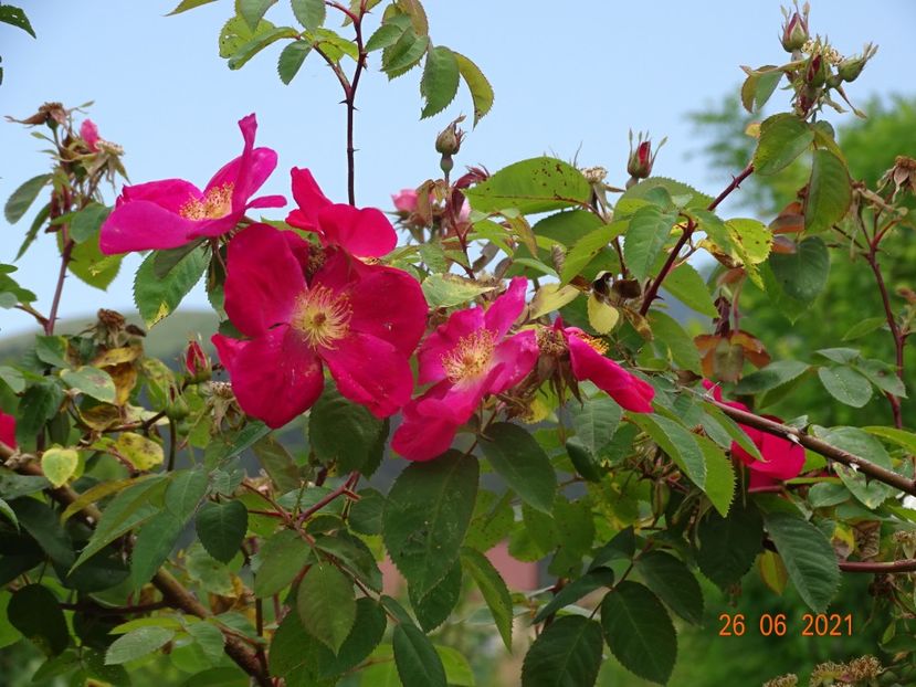  - Trandafiri 2021