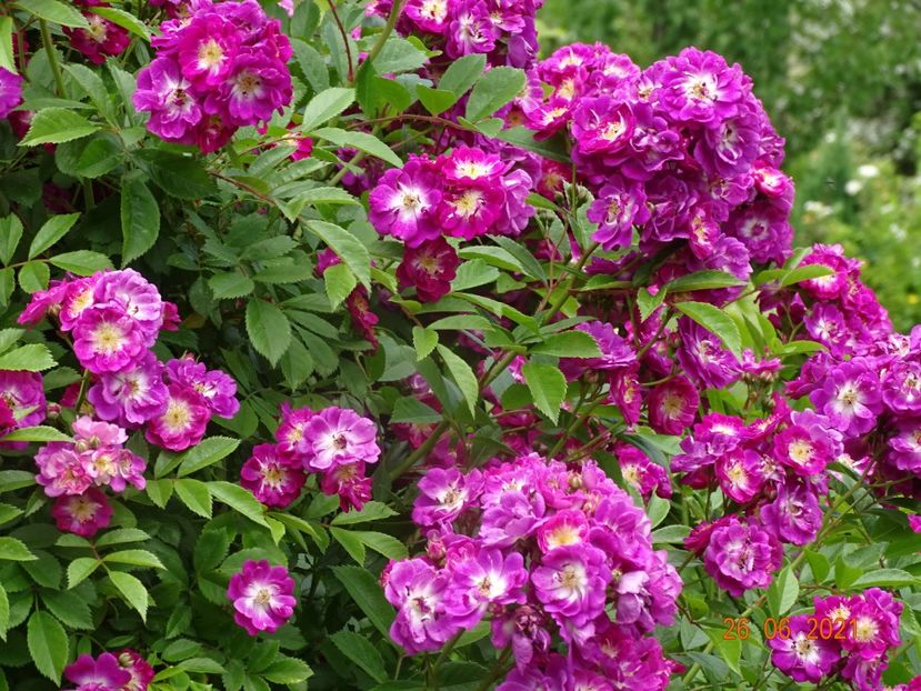  - Trandafiri 2021