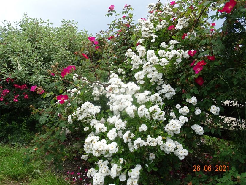  - Trandafiri 2021
