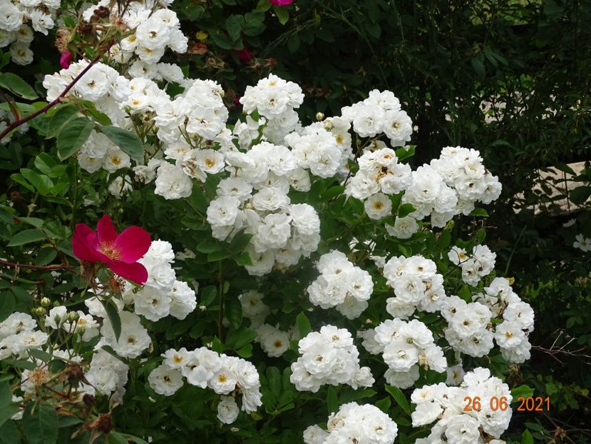 - Trandafiri 2021