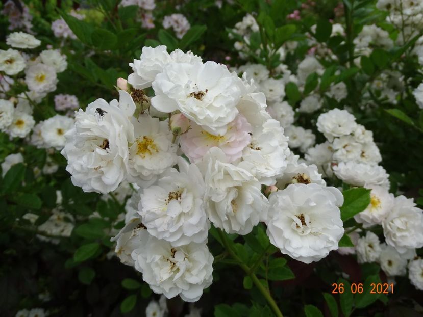  - Trandafiri 2021