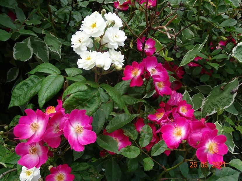  - Trandafiri 2021