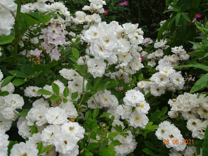  - Trandafiri 2021