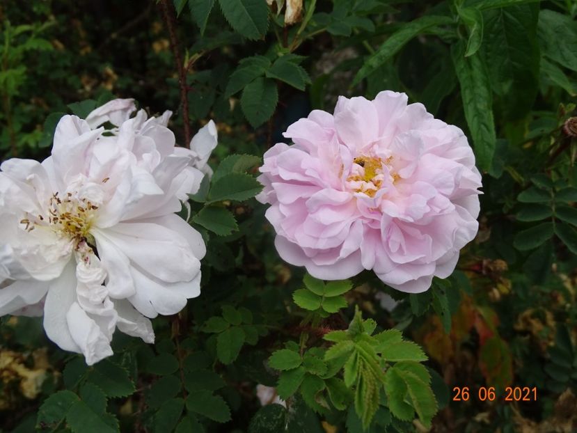  - Trandafiri 2021