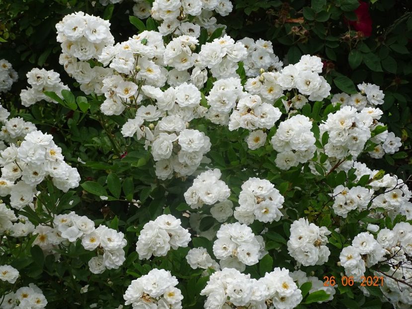  - Trandafiri 2021