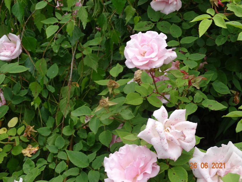  - Trandafiri 2021