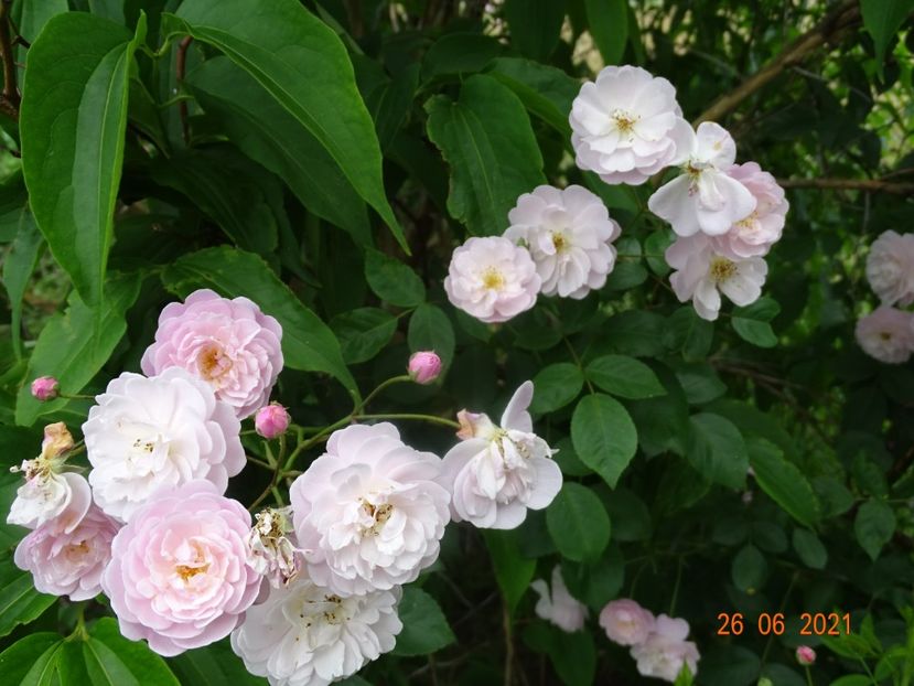  - Trandafiri 2021