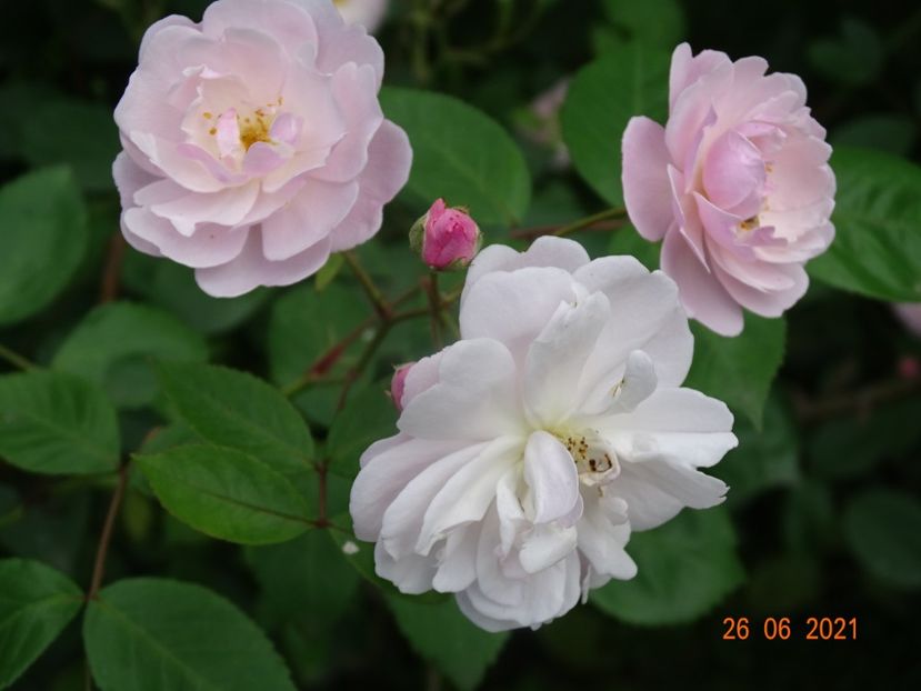  - Trandafiri 2021