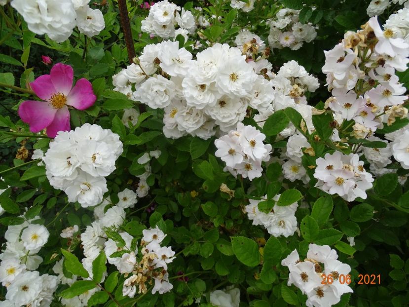  - Trandafiri 2021