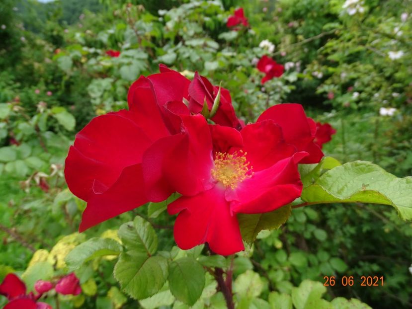  - Trandafiri 2021