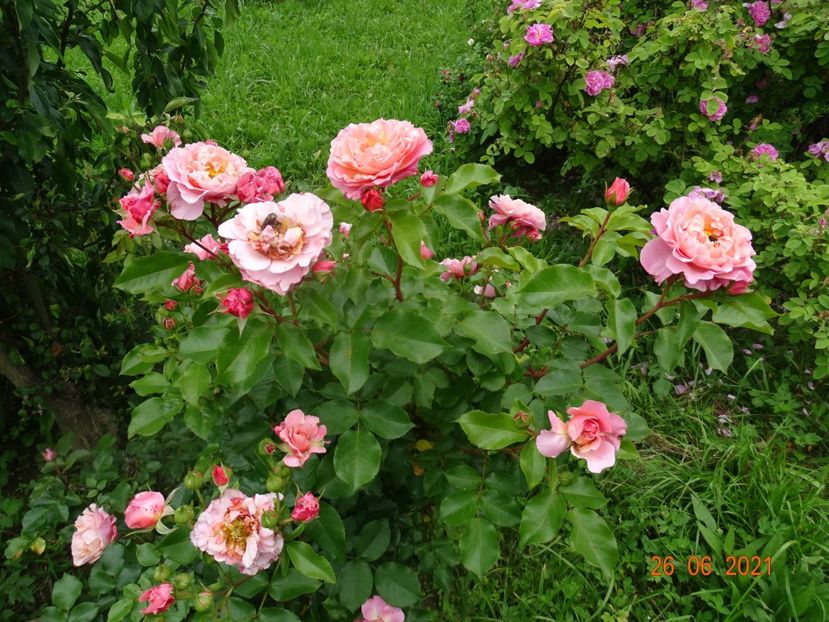  - Trandafiri 2021