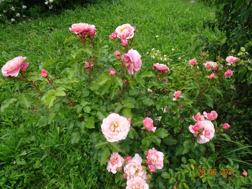  - Trandafiri 2021