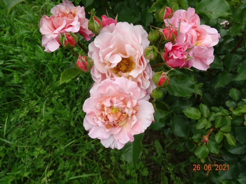  - Trandafiri 2021