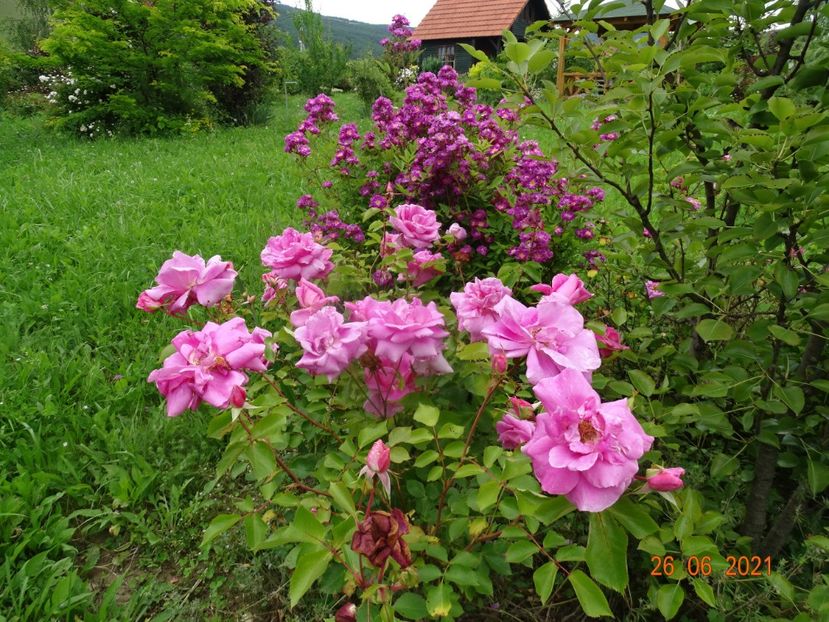  - Trandafiri 2021