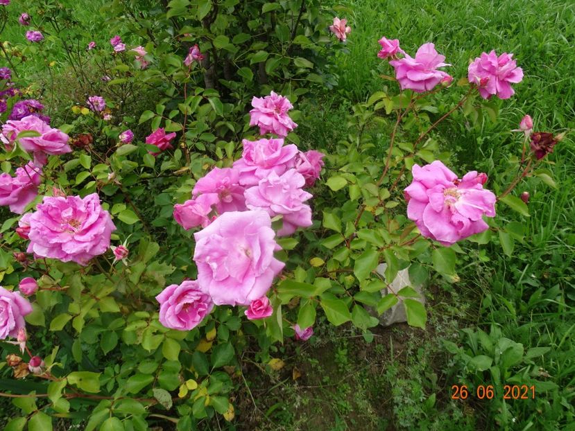  - Trandafiri 2021