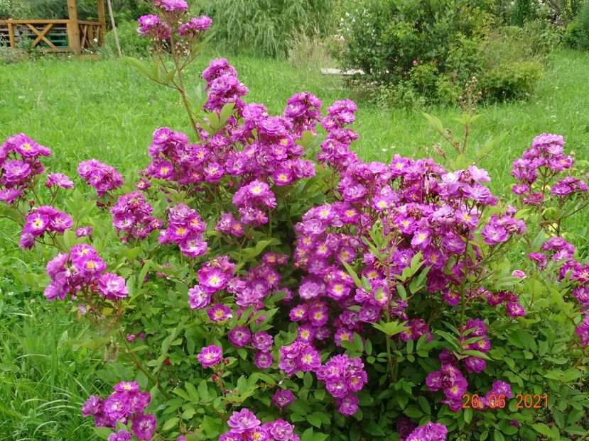  - Trandafiri 2021