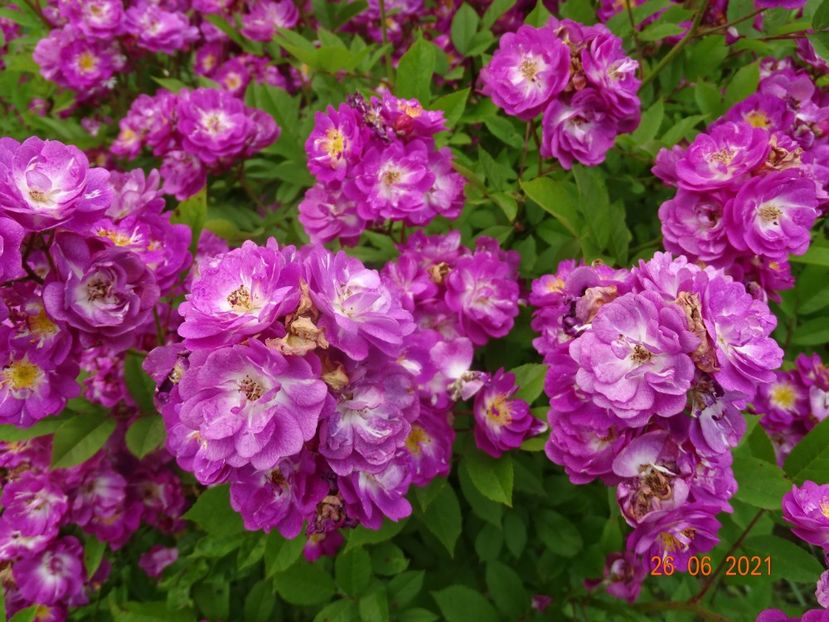  - Trandafiri 2021