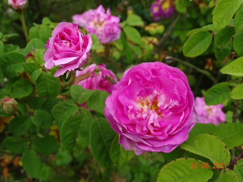  - Trandafiri 2021
