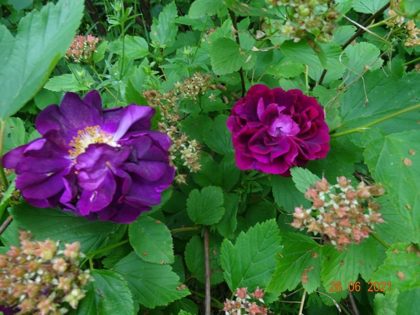  - Trandafiri 2021