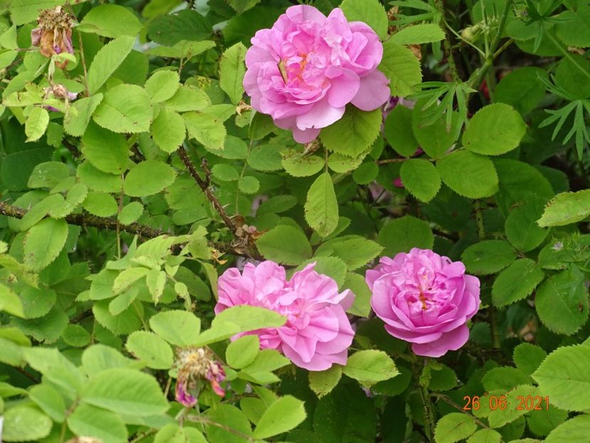  - Trandafiri 2021