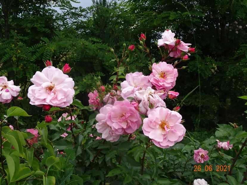  - Trandafiri 2021